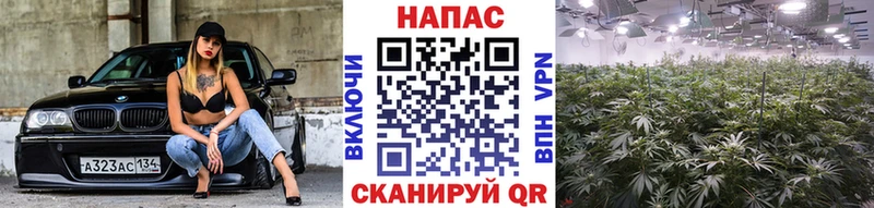 OMG   Кедровый  Бошки марихуана OG Kush 
